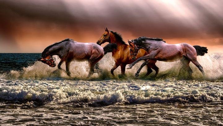 1 14m - Dream About Charging Horses – Causes and Interpretations