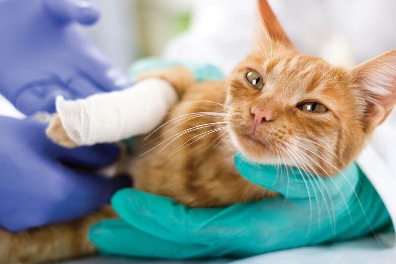 2Bleg - Dream About Cat Getting Hurt – What It Could Indicate
