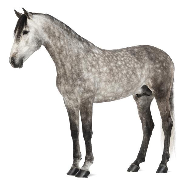 600px - Dream About A Gray Horse – What It Represents