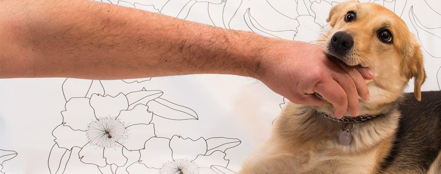 Hands - Dream About Dog Biting Hand – Understanding Its Implications