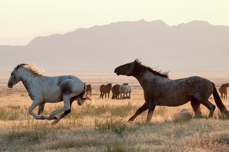 aston - Dream About Horse Chasing Me – Hidden Messages and Insights