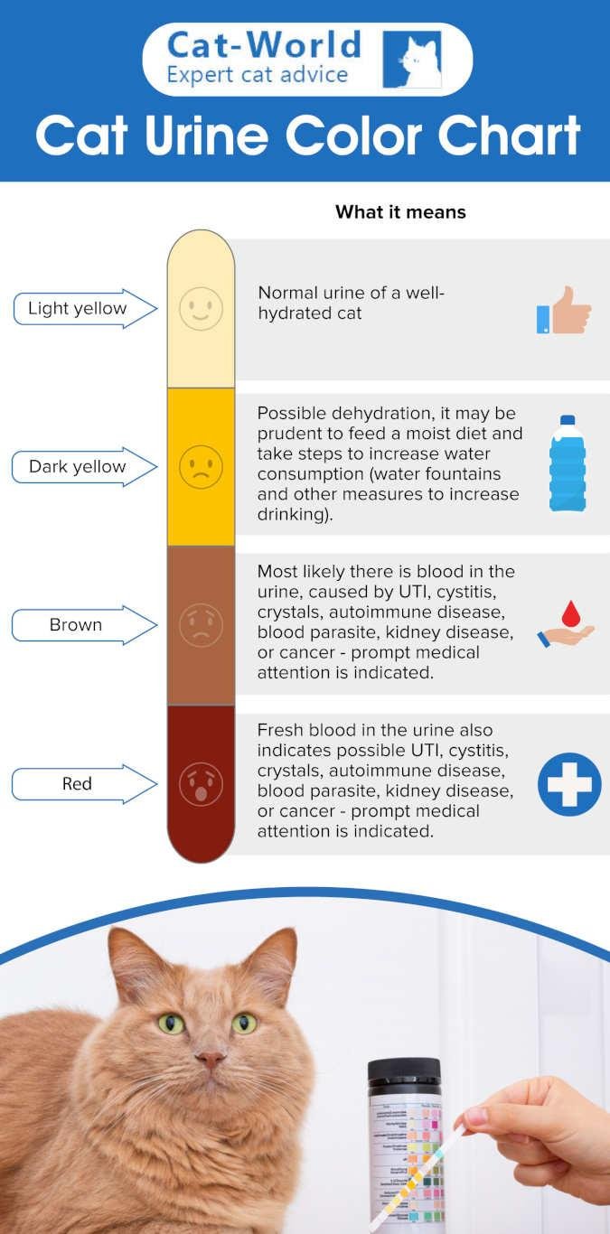 chart - Dream About Cat Urine – What It Could Indicate