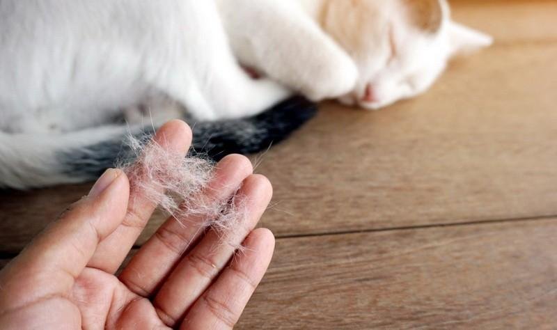 hairs - Dream About Cat Hair – Decoding the Message
