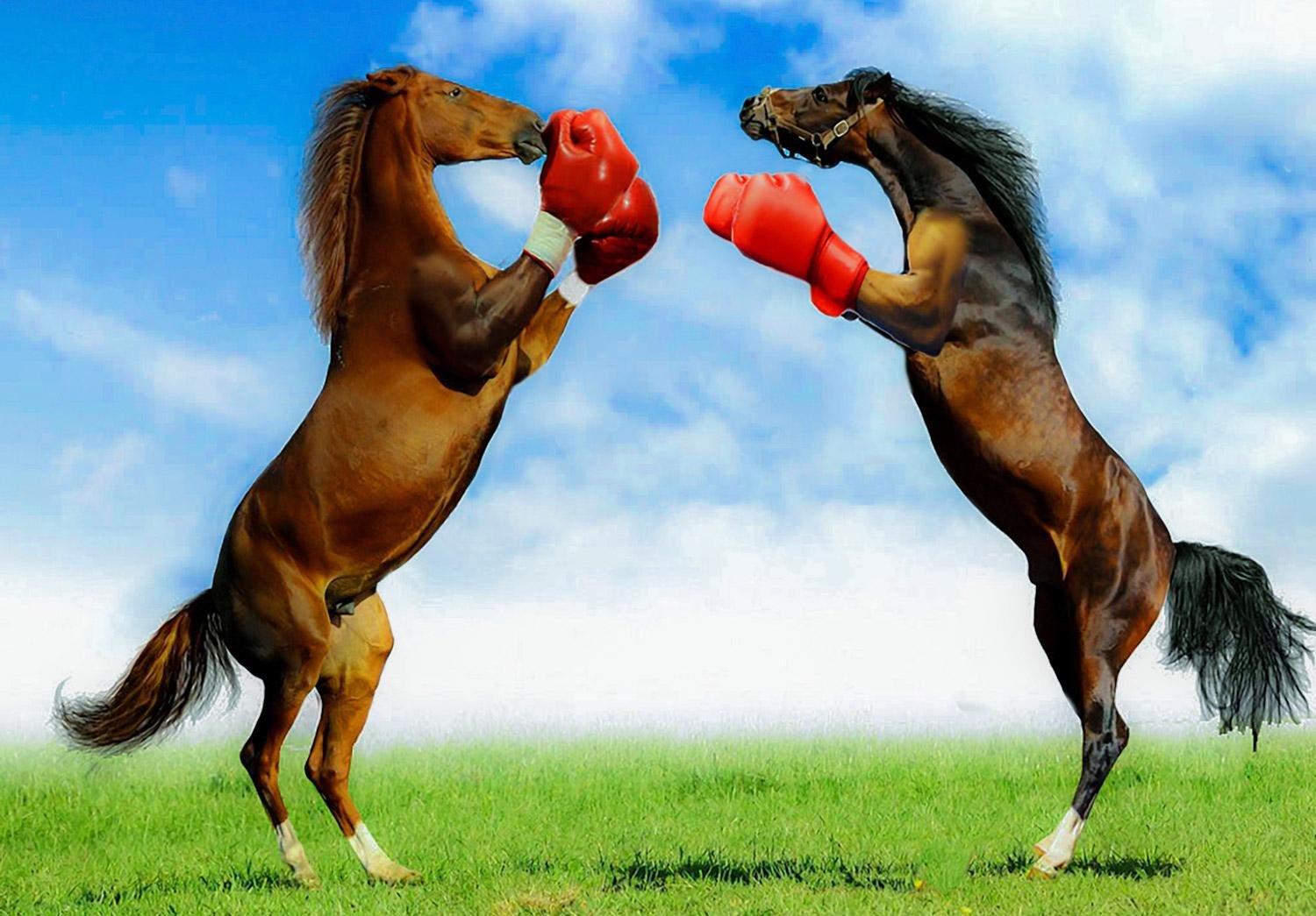 image - Dream About Horses Fighting – Causes and Interpretations