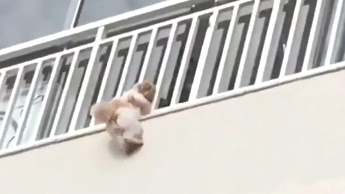 sheet - Dream About Dog Falling From Balcony – Symbolism and Significance