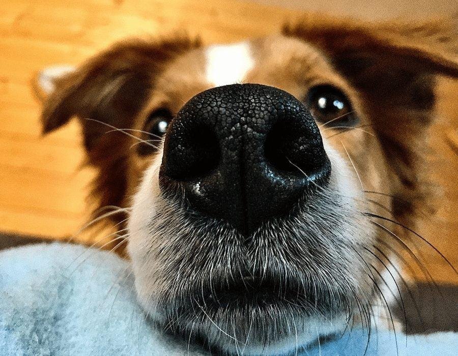 sniff - Dream About Dog Smelling Me – Analysis and Explanation