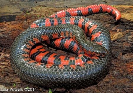 006 ky.jpg66f57a211cd6f - Dream About Red And Black Snake – What It Could Indicate