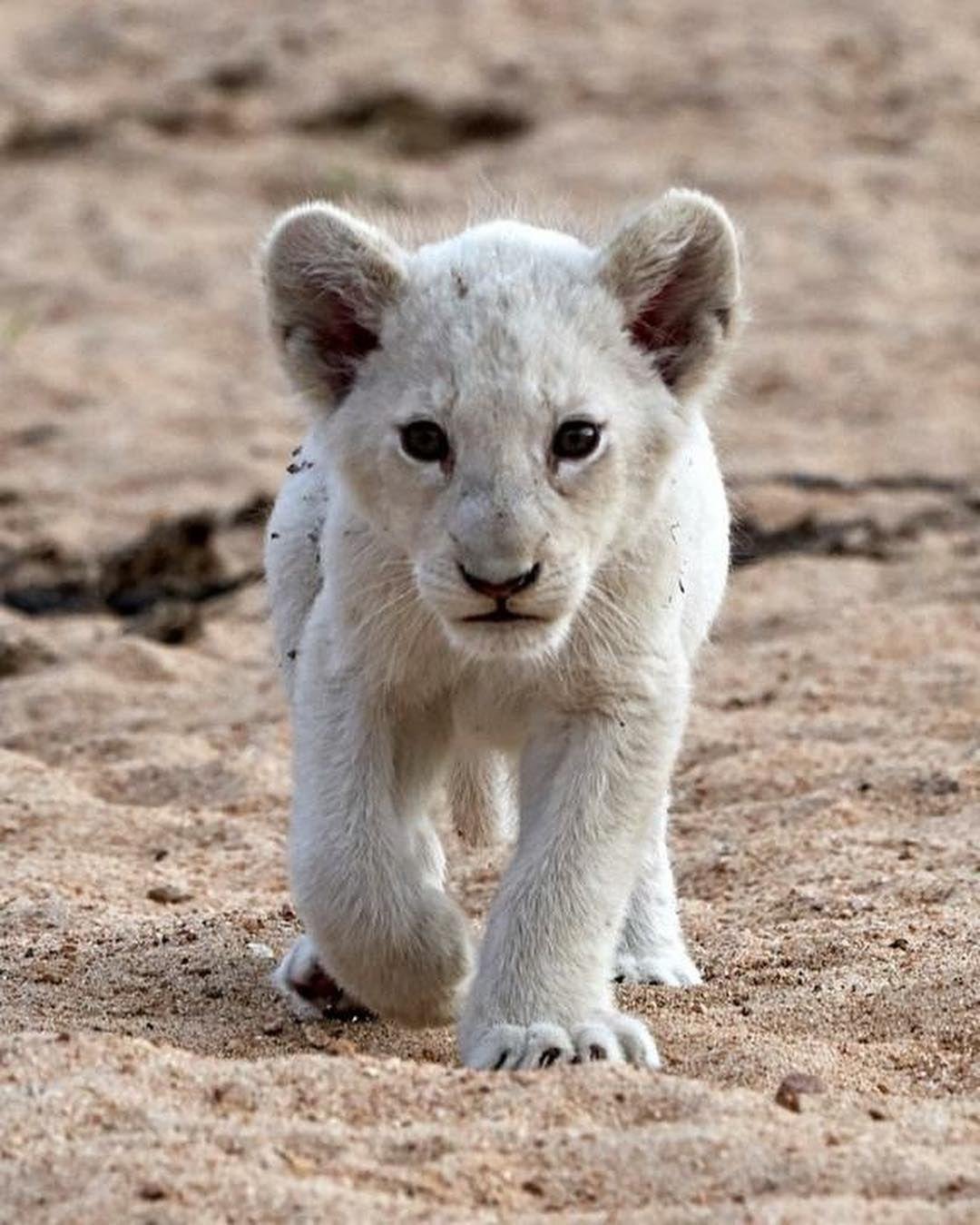 008091 - Dream About A White Lion Cub – What It Could Indicate