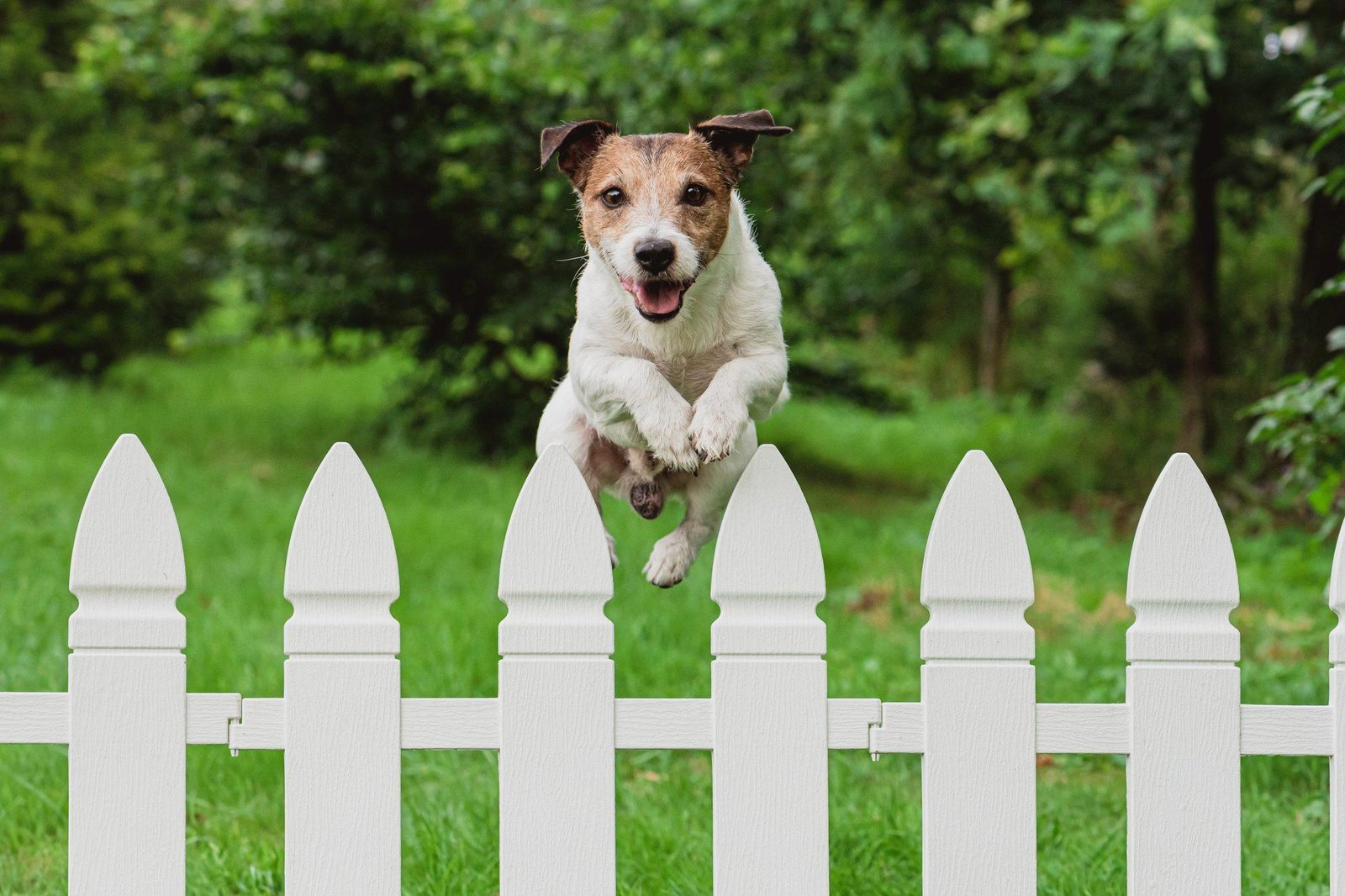 009809 - Dream Of Dog Jumping Over Fence – What It Could Indicate