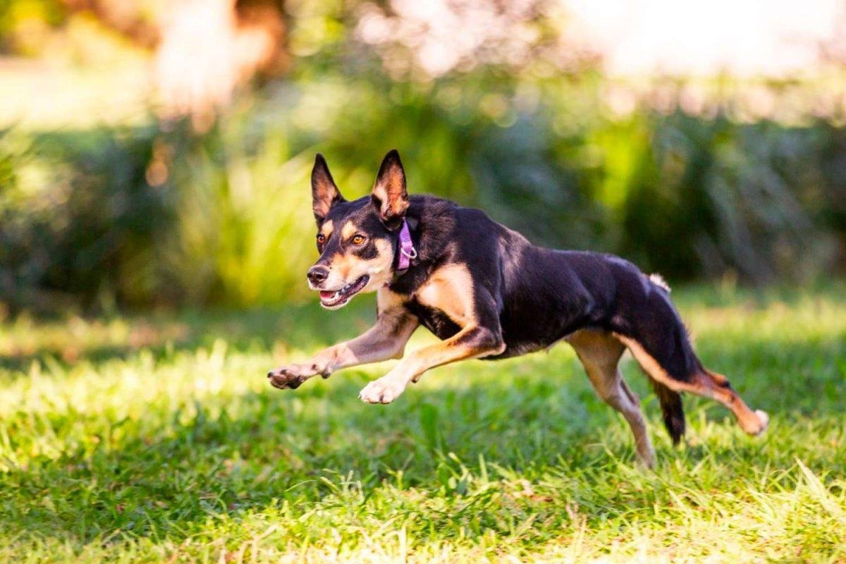 00x800.jpg66f480b6b2051 - Dream About Dog Chasing Me In Islam – What It Could Indicate