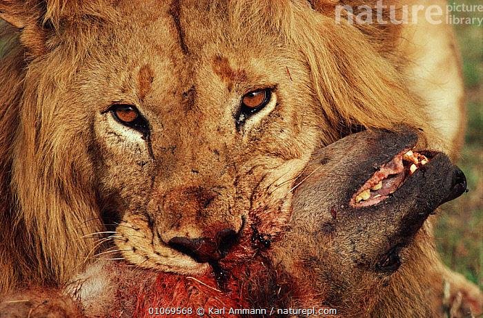 069568.jpg66f85591df759 - Dream About Killing A Lion – Symbolism and Significance