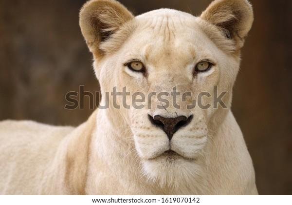 070142 - Dream About Female Lion In House – Causes and Interpretations
