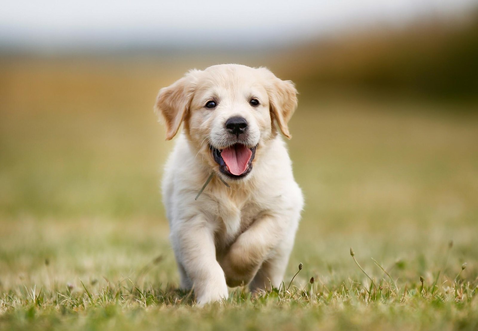 0x1330 - Dream About Your Dog Having Puppies – Symbolism and Significance