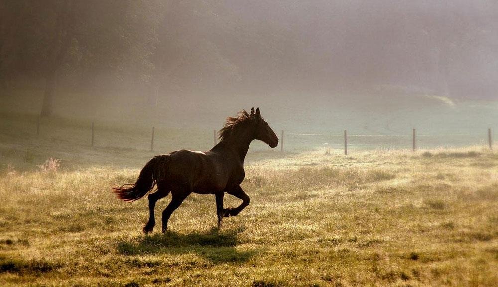 1000 1 - Dream About A Horse Running Away – Causes and Interpretations