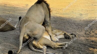 Dream About Lions Mating – Analysis and Explanation