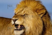 1060 dream about lions and tigers decoding the message 220x150 - Dream About A White Lion Cub – What It Could Indicate