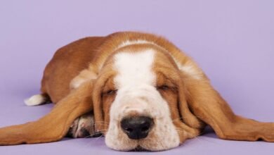 Dream About Saving A Dog – Exploring the Meaning