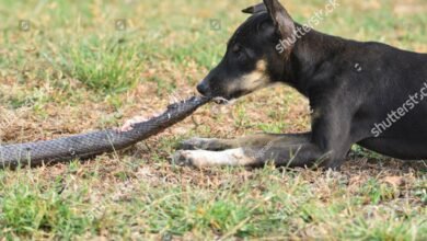 Dream About Dog Killing Snake – Causes and Interpretations