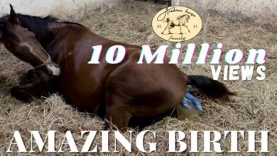 Dream About Horse Birth – What It Represents