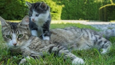 Dream About Mother Cat And Kittens – Causes and Interpretations