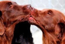 1157 dream about dog kissing me what it represents 220x150 - Dream About Dog Having Ticks – Understanding Its Implications