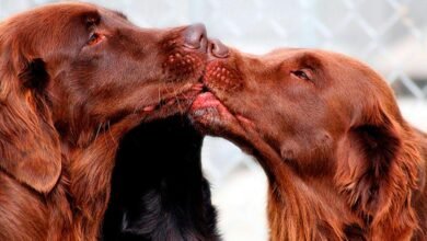 Dream About Dog Kissing Me – What It Represents