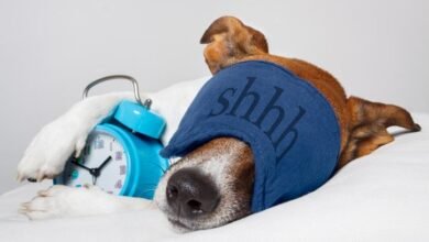 Dream About Getting A Dog – Understanding Its Implications