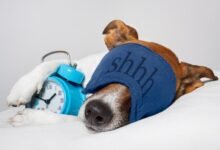 Dream About Receiving Dog – Symbolism and Significance