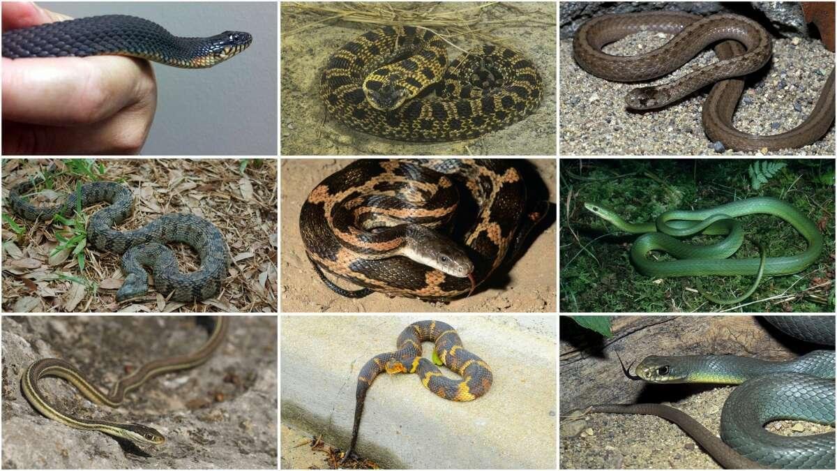 1200x0 - Dream About Non Venomous Snakes – Hidden Messages and Insights