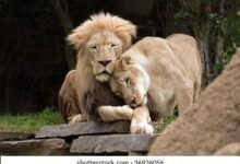 Dream About Cuddling A Lion – Analysis and Explanation