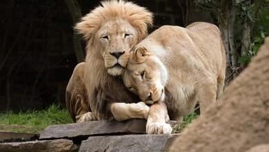 Dream About Cuddling A Lion – Analysis and Explanation