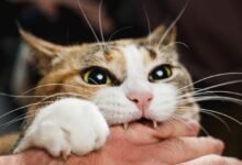 Dream About Cat Attacking Me – Spiritual and Psychological Insights