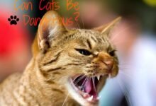 Dreams About Cats Attacking You In Islam – Spiritual and Psychological Insights