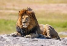 Dream About Lions On The Loose – What It Could Indicate