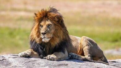 Dream About Lions On The Loose – What It Could Indicate