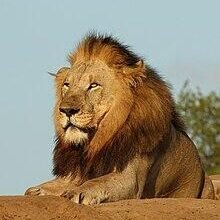 Dream About A Lion On The Loose – Understanding Its Implications