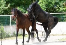 Dream About Horse Mating – Causes and Interpretations