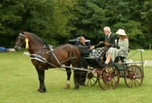 1305 dream about horse and wagon understanding its implications 220x150 - Dream About Horse Carriage – Analysis and Explanation