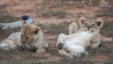 Dream About Lion Cubs – Decoding the Message