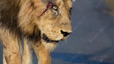 Dream About A Wounded Lion – Exploring the Meaning