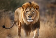 1375 dream about seeing lion causes and interpretations 220x150 - Dream About Lion In My House – Decoding the Message