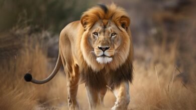 Dream About Seeing Lion – Causes and Interpretations