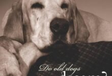 1505 dream about old dog exploring the meaning 220x150 - Dream About Getting Bit By A Dog – Hidden Messages and Insights