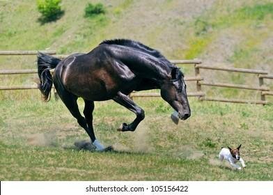 156422 - Dream About Horse Chasing Me – Hidden Messages and Insights
