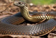 1567 dream about snake in bed spiritual and psychological insights 220x150 - Dream About Red And Black Snake – What It Could Indicate