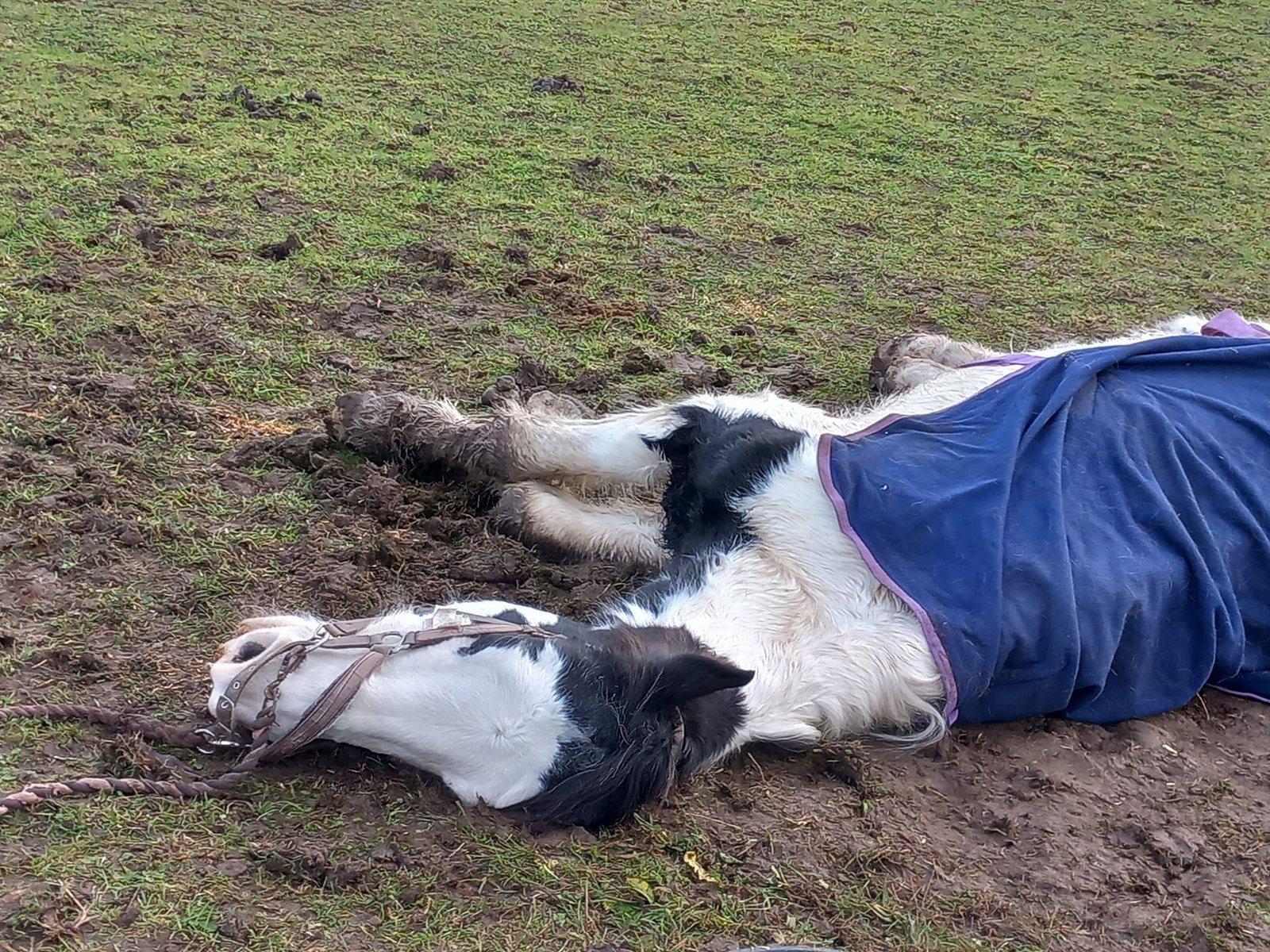 15ae8e - Dream About A Horse Dying – Spiritual and Psychological Insights
