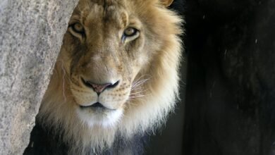 Dream About A Lion Outside My House – Analysis and Explanation