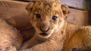 Dream About Lion Cubs Islam – Causes and Interpretations