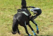1671 dream about horse falling exploring the meaning 220x150 - Dream About A Horse Kick – Exploring the Meaning