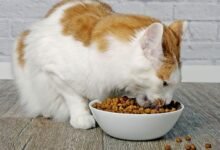 1867 dream about hungry cat causes and interpretations 220x150 - Dream About Cat Infestation – What It Represents